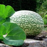 Фіцефалія за 5 нас.