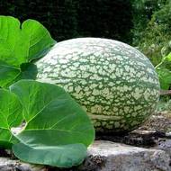 Фицефалия за 5 сем.