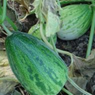 Огурдыня за 5 сем.