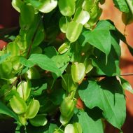 Діоскорея ніпонська за 5 нас.