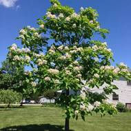 Катальпа за 10 сем.