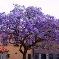 Павловния за 10 сем.