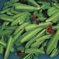 Горох крылатый за 5 сем.