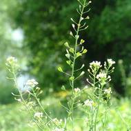 Рыжей за 5 г