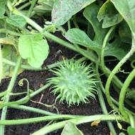 Ангурия за 5 сем.