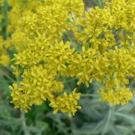 Вайда красящая за 1 г