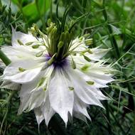 Нигелла (черний тмин) за 0,5 г