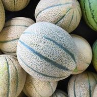 Диня китайська за 10 нас.