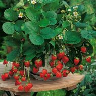 Суниця Олександрія за 0,03 г