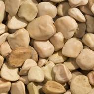 Чина Степная 21 за 1 г