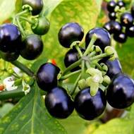 Ягода Санбери (кавказская черника)  за 0,3 г