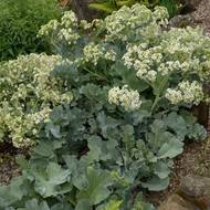 Хрен катран за 5 сем.