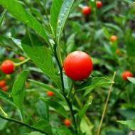 Отриколи за 10 сем.