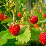 Земляника Блеск звезд за 0,1 г