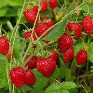 Земляника Рюгэн за 0,03 г