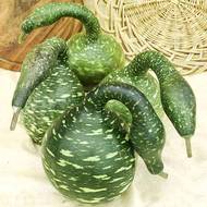 Лагенарія Кобра за 5 нас.