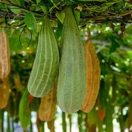 Люфа (мочалка) за 5 сем.