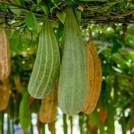 Люфа (мочалка) за 5 сем.