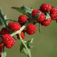 Жминда – земляничный шпинат за 0,1 г