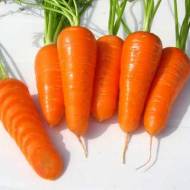 Морква Шантане Ред Коред