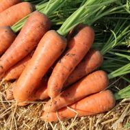 Морковь Ред Коред