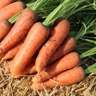 Морковь Ред Коред