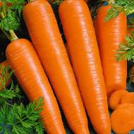 Морква Віта лонга