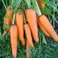 Морковь Вита лонга