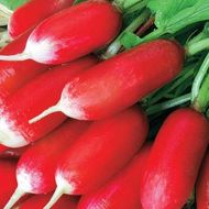 Редис Силезия