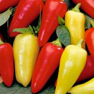 Перець солодкий Монтана за 0,2 г