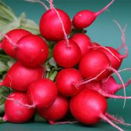 Редиска Підсніжник