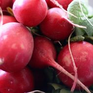 Редис Подснежник