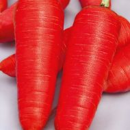 Морква Апельсинка за 20 г