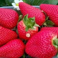 Саджанець Суниця садова Сандра