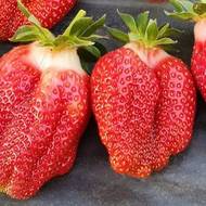 Саджанець Суниця садова Брілла