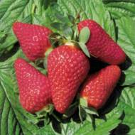 Саженец Клубника садовая Лючия