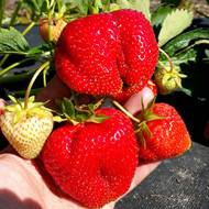 Саджанець Суниця садова Апріка