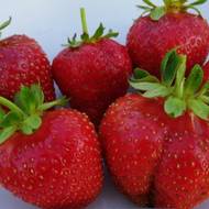 Саджанець Суниця садова Гарда