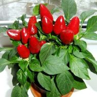 Перець гіркий кімнатний за 0,05 г