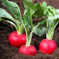 Редис Покер за 0,5 г