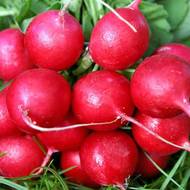 Редиска Заря