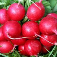 Редис Заря