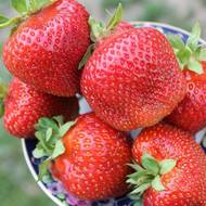 Саженец Клубника садовая Сальса