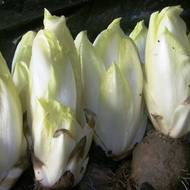 Цикорий салатный Витлуф за 1 г