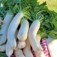 Редька Дайкон Белый клык
