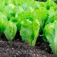 Салат Латук