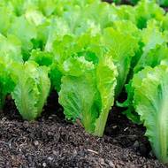 Салат Латук