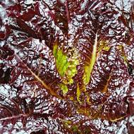 Салат Малиновый шар за 1 г