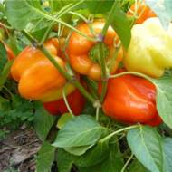 Перець солодкий Зоржа за 0,25 г