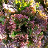 Салат Спалах за 1 г